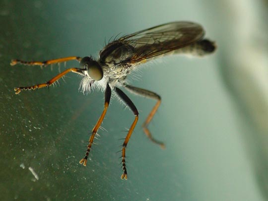 Raubfliege, Asilidae, Tolmerus