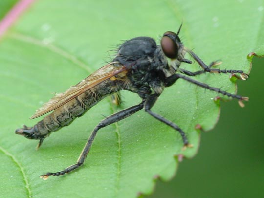 Eutolmus rufibarbis, Barbarossafliege