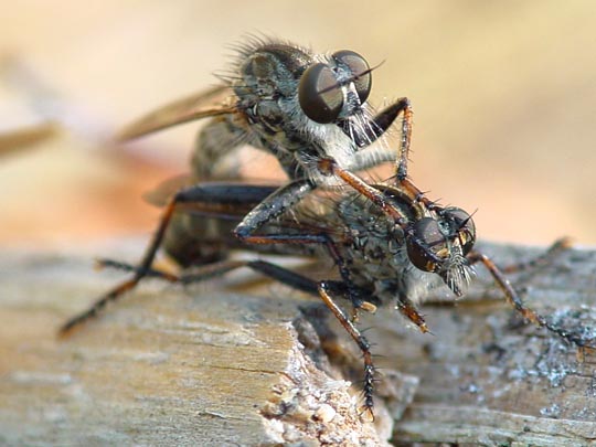 Raubfliege, Asilidae, Tolmerus
