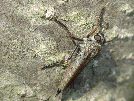 Raubfliege, Asilidae, Tolmerus