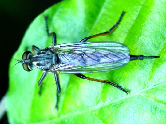 Raubfliege, Asilidae