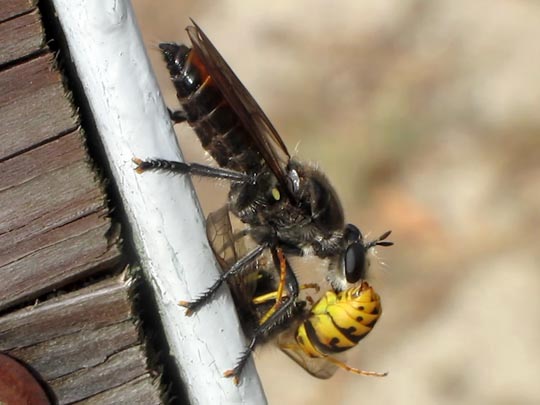 Raubfliege, Asilidae