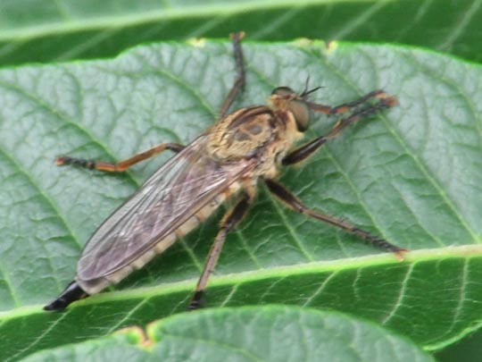 Raubfliege, Asilidae