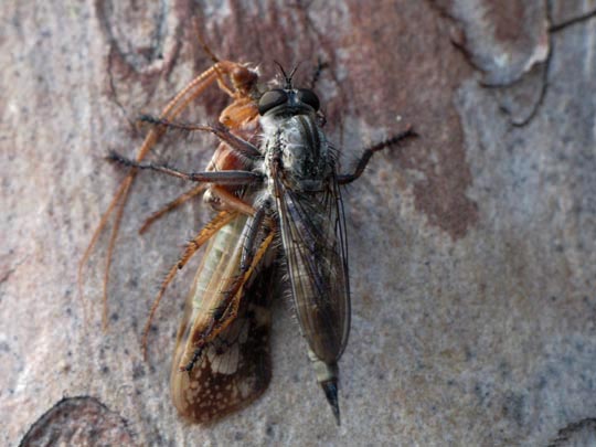 Raubfliege, Asilidae