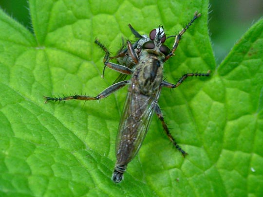 Raubfliege, Asilidae, Tolmerus