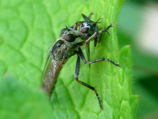 Raubfliege, Asilidae, Tolmerus