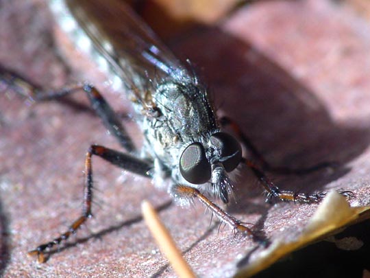 Raubfliege, Asilidae, Tolmerus
