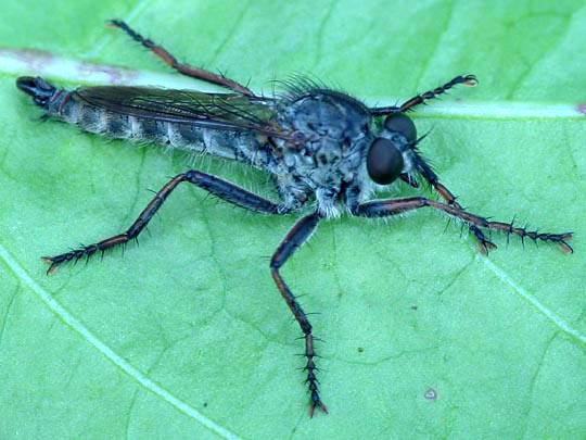 Tolmerus atricapillus