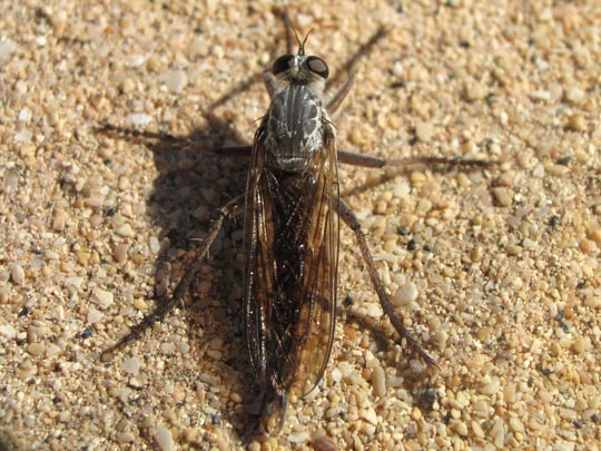 Raubfliege, Asilidae