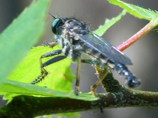 Neoitamus