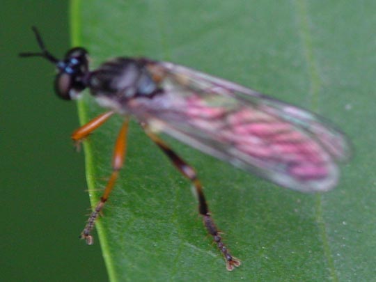 Dioctria hyalipennis, Gemeine Habichtsfliege