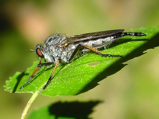 Neoitamus