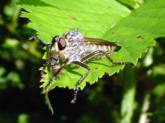 Eutolmus rufibarbis, Barbarossafliege