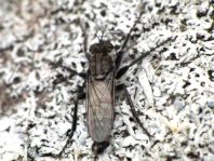 Raubfliege, Asilidae