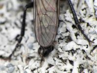 Raubfliege, Asilidae