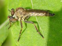 Tolmerus cingulatus, Burschen-Raubfliege