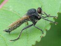Eutolmus rufibarbis, Barbarossafliege