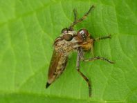 Tolmerus cingulatus, Burschen-Raubfliege