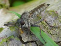 Machimus arthriticus oder Tolmerus sp.