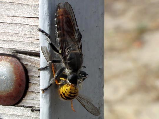 Raubfliege, Asilidae