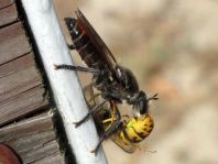Raubfliege, Asilidae