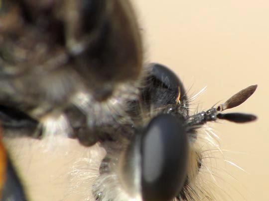 Raubfliege, Asilidae