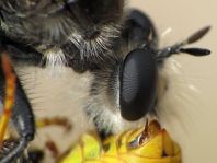 Raubfliege, Asilidae