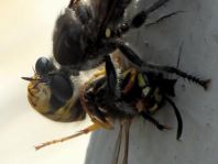 Raubfliege, Asilidae