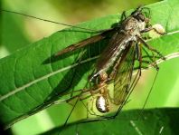 Raubfliege, Asilidae