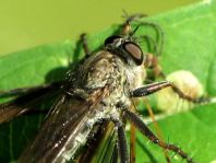 Raubfliege, Asilidae