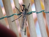 Raubfliege, Asilidae