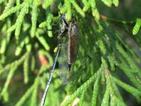Raubfliege, Asilidae