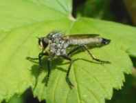 Eutolmus rufibarbis, Barbarossafliege