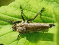 Eutolmus rufibarbis, Barbarossafliege