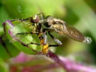 Tolmerus cingulatus, Burschen-Raubfliege