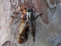 Raubfliege, Asilidae