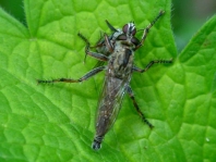 Tolmerus