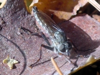 Tolmerus