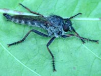 Tolmerus atricapillus