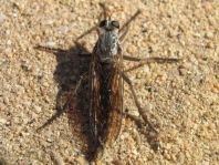 Raubfliege, Asilidae
