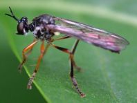 Dioctria hyalipennis, Gemeine Habichtsfliege