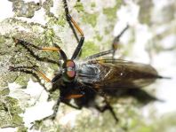 Neoitamus sp. oder Neomochtherus sp.