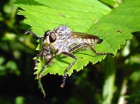 Eutolmus rufibarbis, Barbarossafliege