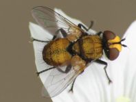 Eliozeta helluo