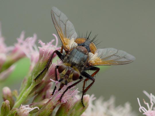Raupenfliege, Tachina fera