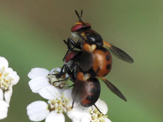 Gymnosoma sp.