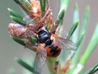 Gymnosoma sp.