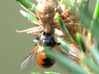 Gymnosoma sp.