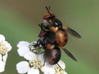 Gymnosoma sp.