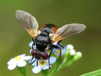 Gymnosoma sp.